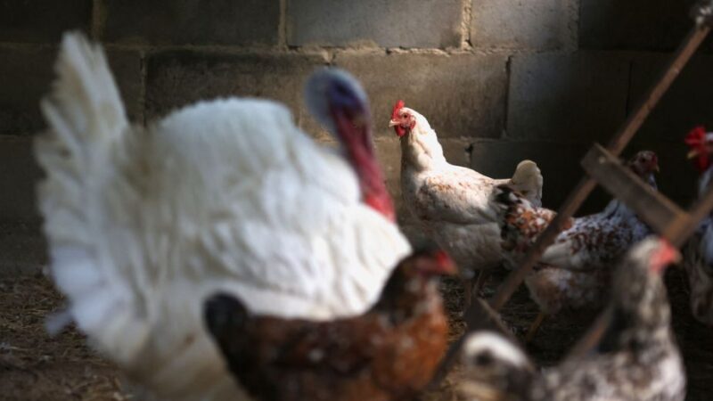 Brasil aguarda retirada de embargos ao frango após notificar fim de foco de Newcastle