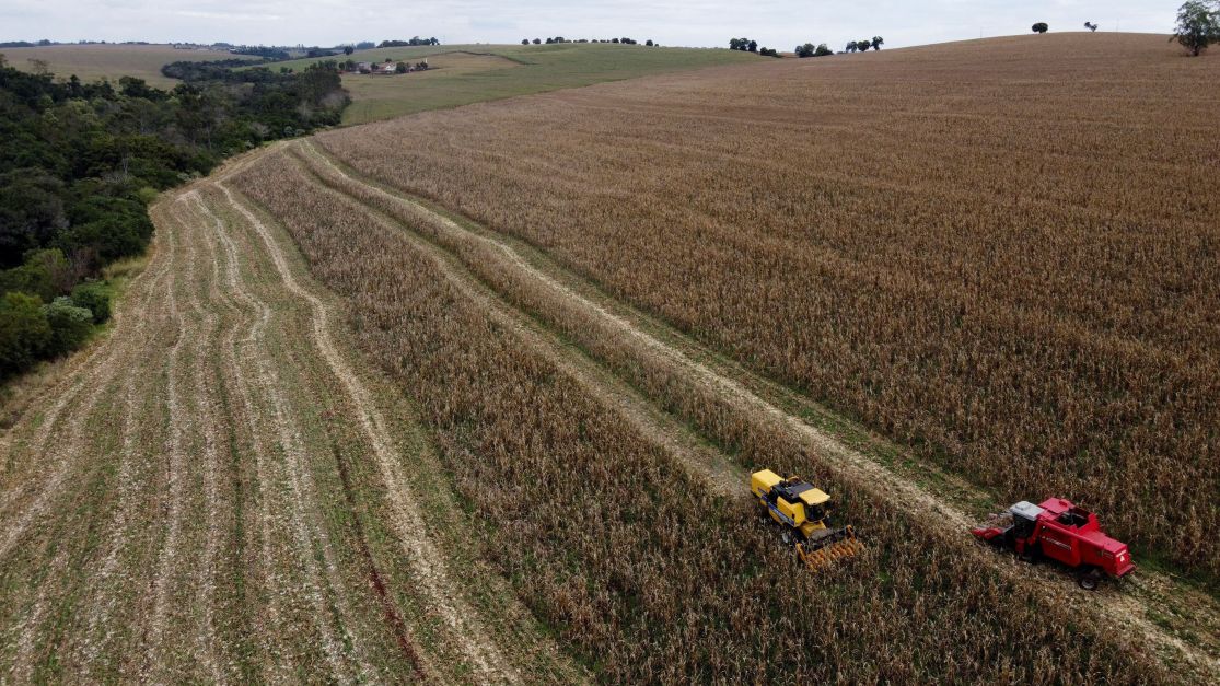 Em alta, colheita da 2ª safra de milho atinge 95% no centro-sul do Brasil, diz AgRural