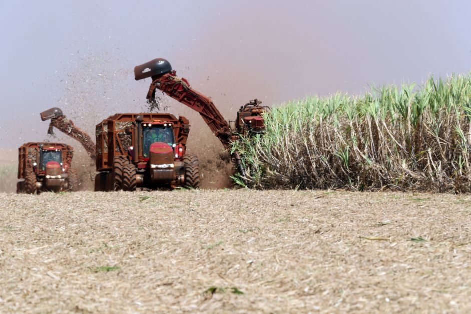 Produtores de cana encaram perspectiva de escassez de mudas para a safra 2025/26 – Jornal Advogado – Em Mato Grosso