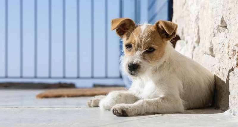 Juiz reconhece direito a pensão alimentícia para animal de estimação – Jornal Advogado – Em Mato Grosso