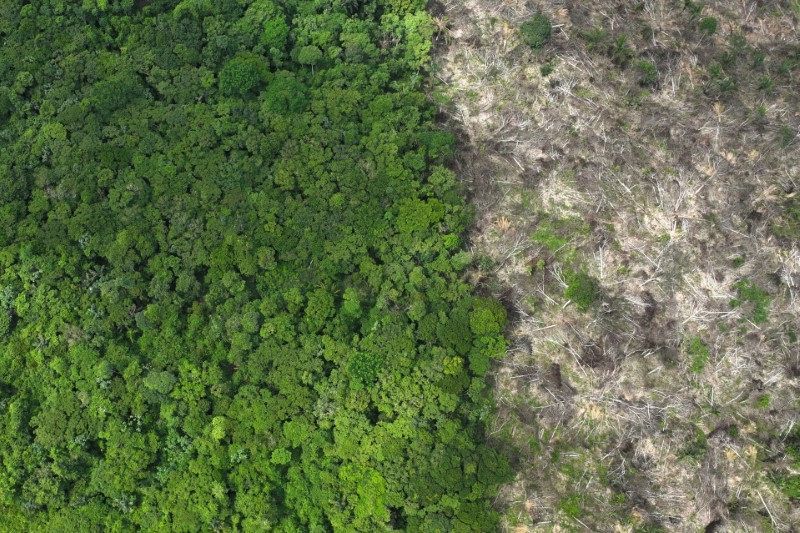 R$ 1 bilhão: veja quais empresas compraram crédito de carbono da Amazônia