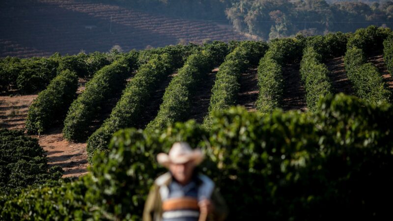 Café arábica atinge novo recorde pela 9ª sessão seguida