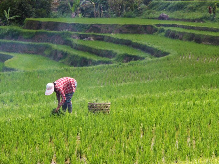 Investimento no agro ajuda a enfrentar mudanças climáticas, aponta Davos