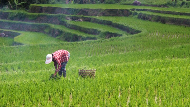 Pedidos de recuperação judicial no agronegócio do Brasil recuam no 3º tri ante 2º tri