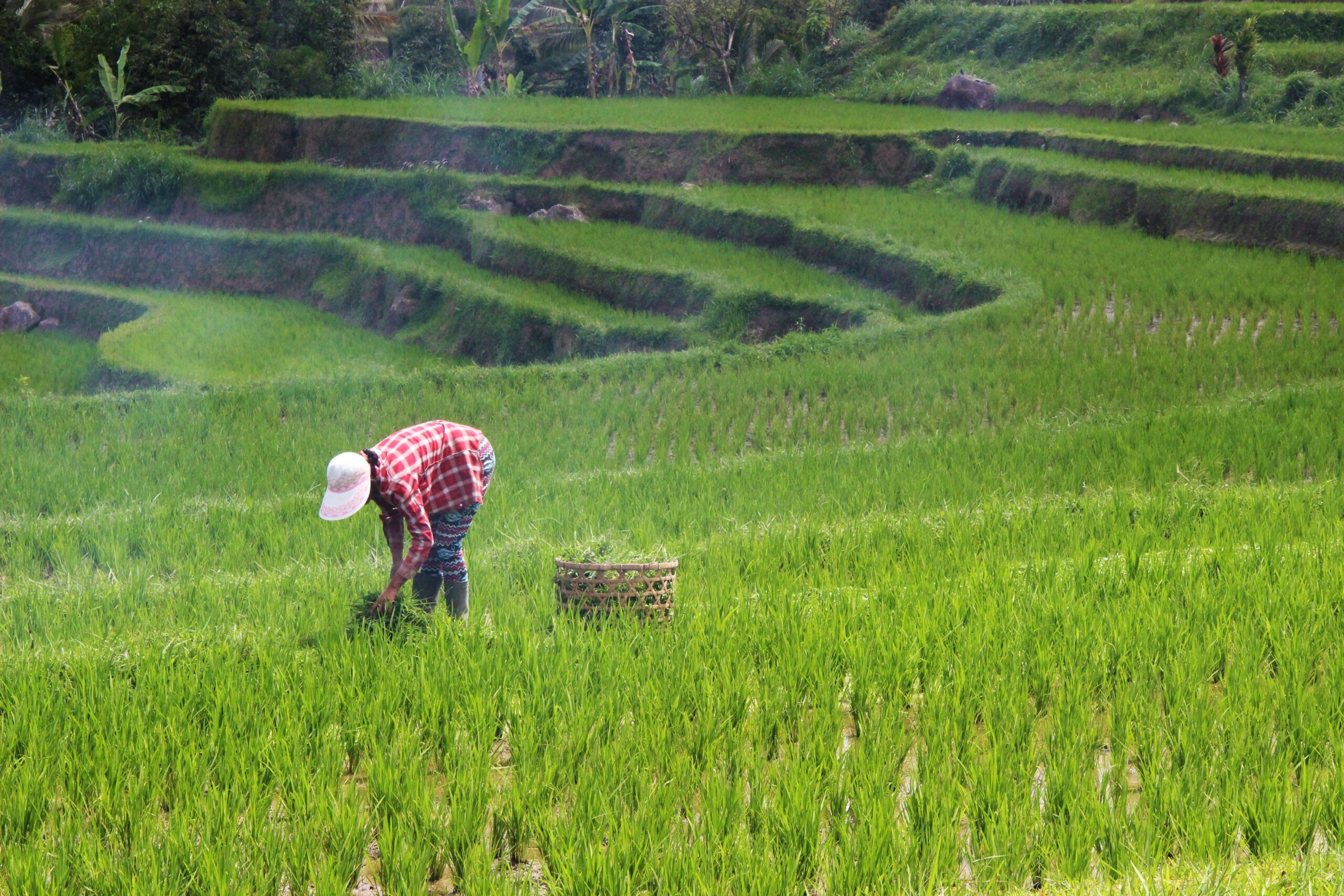 Investimento no agro ajuda a enfrentar mudanças climáticas, aponta Davos