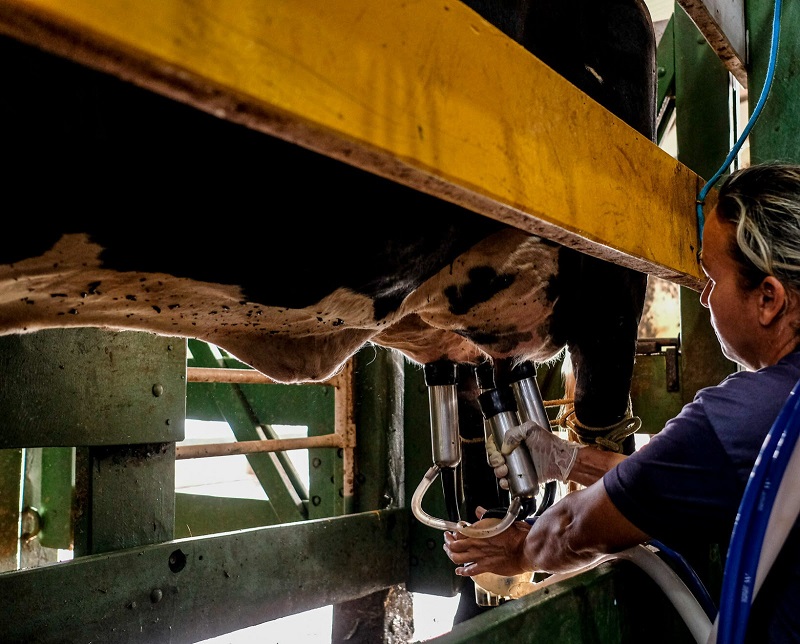 Programa do Governo de MT para melhoramento genético do rebanho leiteiro alcança mais de dois mil produtores – Jornal Advogado – Em Mato Grosso