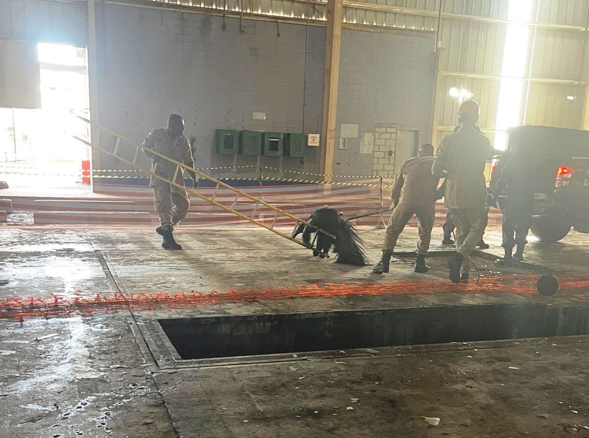 Bombeiros resgatam tamanduá-bandeira de local de risco em Cuiabá