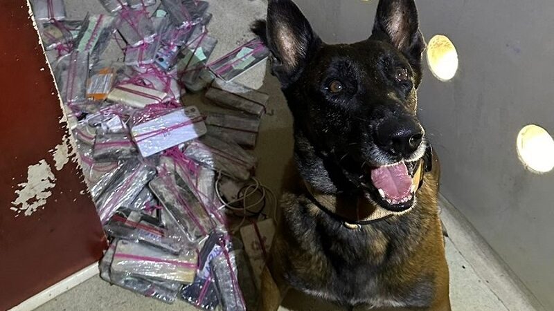 Cães farejadores dão apoio à Polícia Penal em buscas por celulares e drogas em presídios de MT – Jornal Advogado – Em Mato Grosso