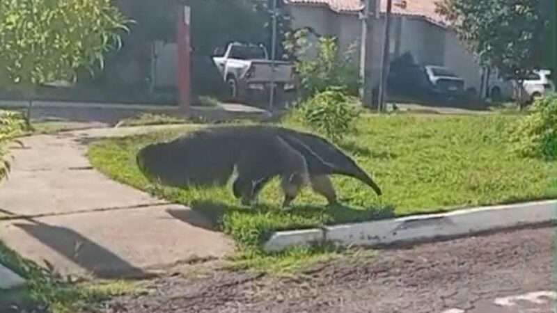 Tamanduá-bandeira é flagrado circulando em condomínio residencial de Cuiabá