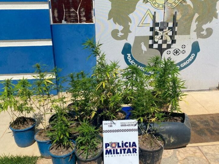 PM prende motociclista e apreende mudas de maconha escondidas na zona rural