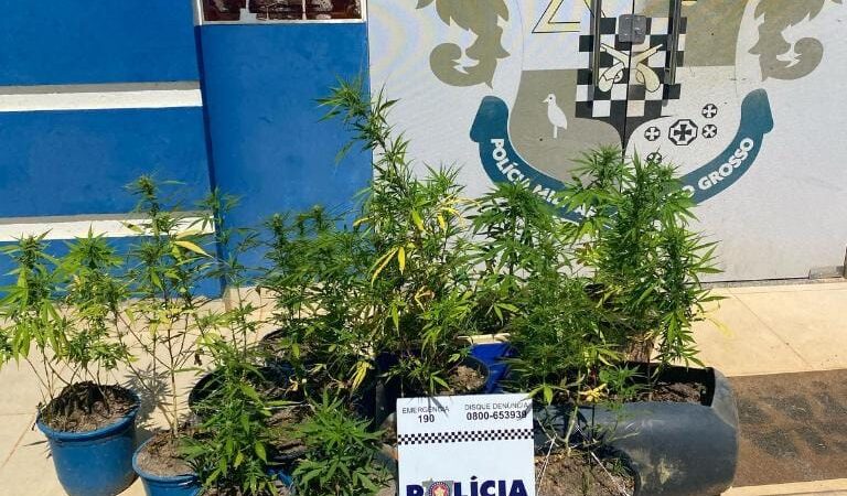 PM prende motociclista e apreende mudas de maconha escondidas na zona rural