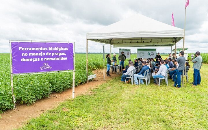 Resultados de pesquisas da Fundação MT mostram soluções sobre cultivares de soja, manejo e combate de daninhas