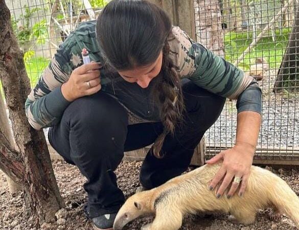 Sema abre cadastro para quem deseja ser guardião de animais silvestres; veja procedimento