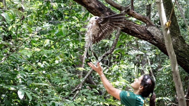 Urutau, maria-faceira e gambá são devolvidos à natureza após reabilitação no Distrito da Guia